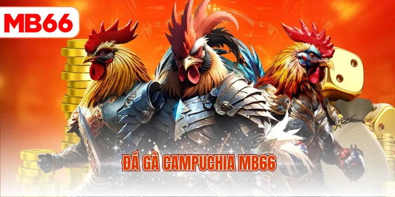 Đá Gà Campuchia MB66
