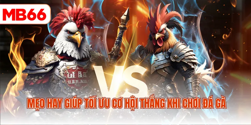 Mẹo hay giúp tối ưu cơ hội thắng khi chơi đá gà