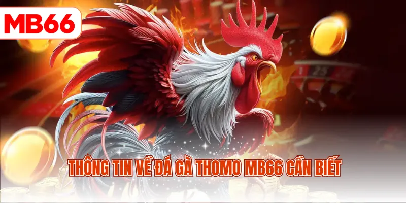 Thông tin về đá gà Thomo MB66 cần biết